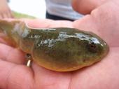 Bullfrog tadpoles are REALLY BIG! Photo by Michelle Lande